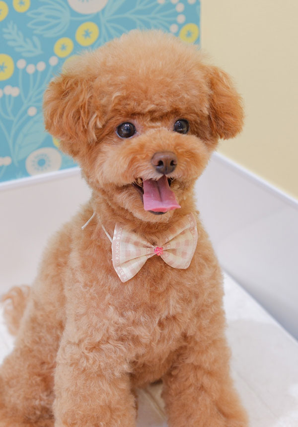 北千住のトリミング・ペットサロン｜Dog Salon ココちゃんち
