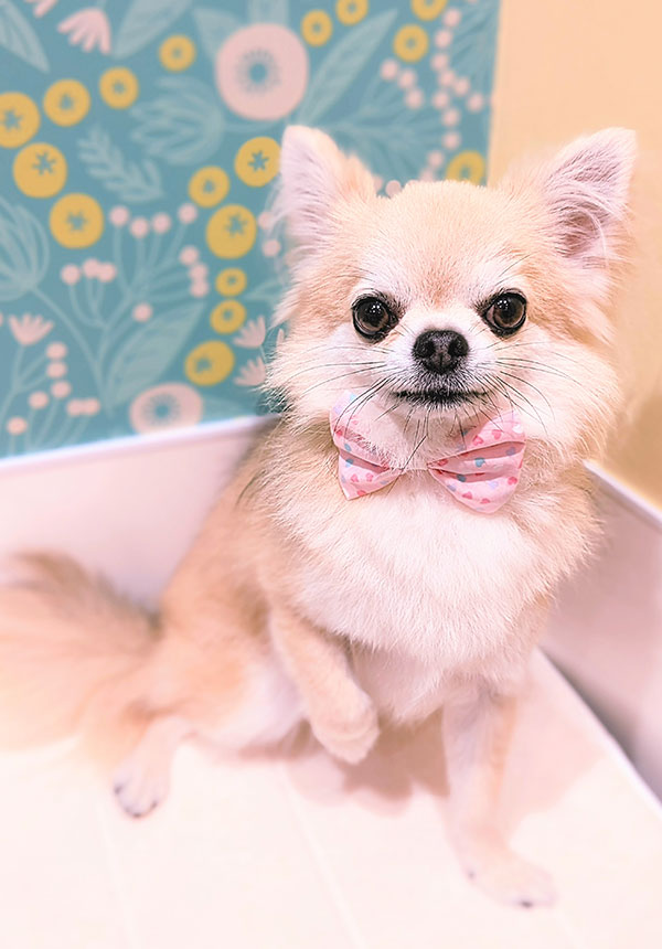 北千住のトリミング・ペットサロン｜Dog Salon ココちゃんち