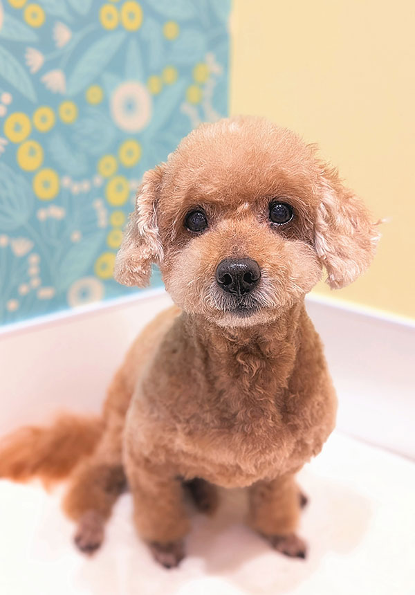 北千住のトリミング・ペットサロン｜Dog Salon ココちゃんち
