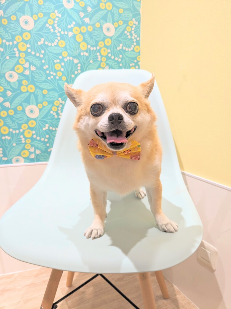 ココちゃん - 北千住のトリミング・ペットサロン｜Dog Salon ココちゃんち